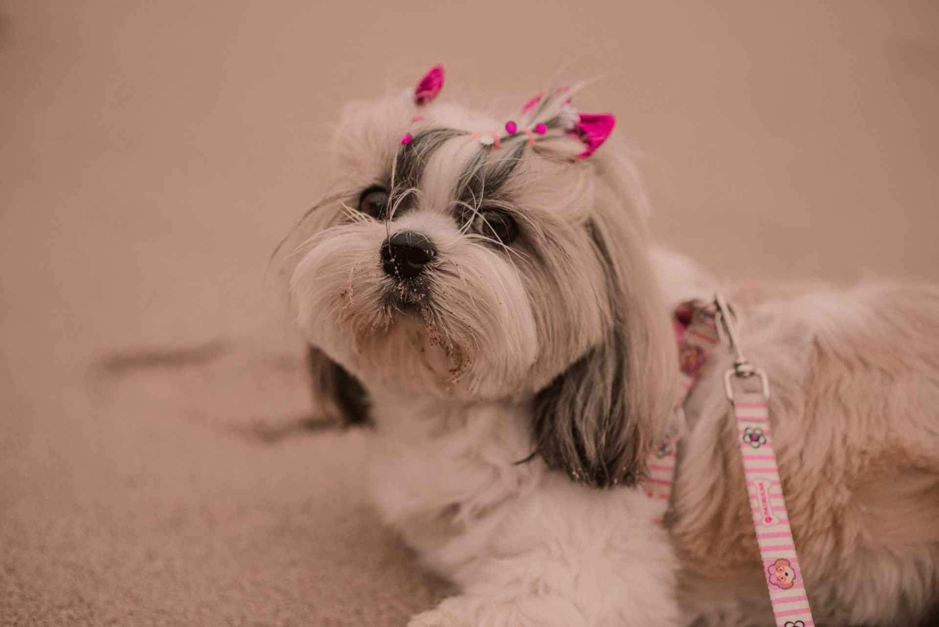 Foto Ensaio Pré Wedding em Balneário Camboriú /SC | Dailon e Letícia  - Imagem 38