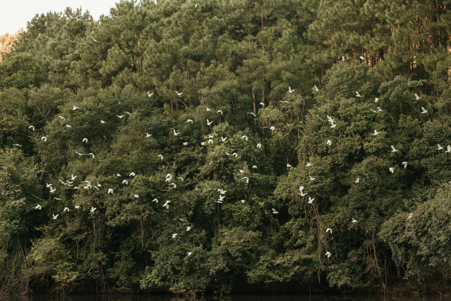 Foto Casamento ao ar livre em Piratuba/SC | Alana | Javier  - Imagem 65